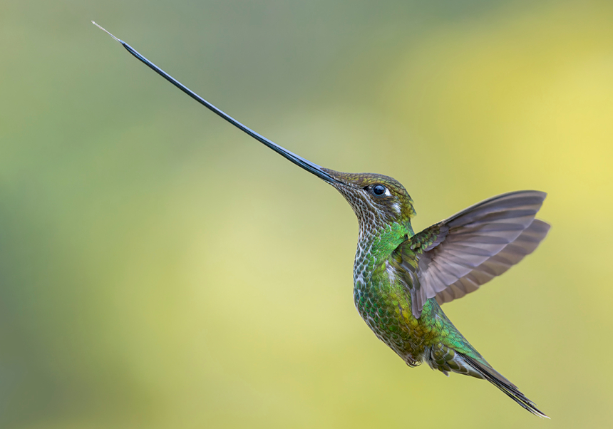 Alejandra Rendón. 'Evolución' en el Jardí Botànic UV.